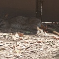 316-4872 San Diego Zoo - Parma Wallaby